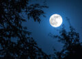 Night landscape of sky and super moon with bright moonlight behind silhouette of tree branch. Serenity nature background. Outdoors at nighttime. Selective focus