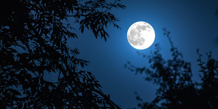 Night landscape of sky and super moon with bright moonlight behind silhouette of tree branch. Serenity nature background. Outdoors at nighttime. Selective focus