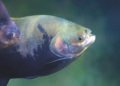 Tambaqui (Colossoma macropomum) - Freshwater fish