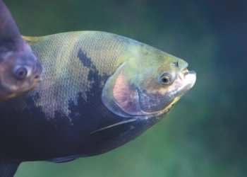 Tambaqui (Colossoma macropomum) - Freshwater fish