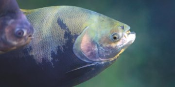 Tambaqui (Colossoma macropomum) - Freshwater fish