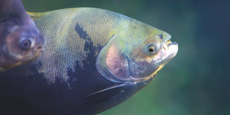 Tambaqui (Colossoma macropomum) - Freshwater fish
